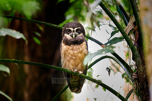 spectacled owl (Pulsatrix perspicillata saturata)