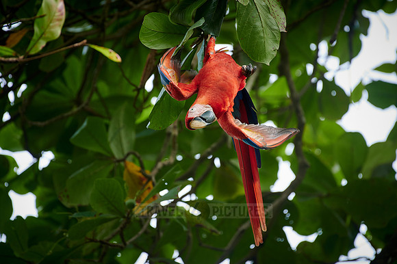 Scarlet macaw (Ara macao)