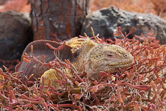 Galapagos Land Iguana