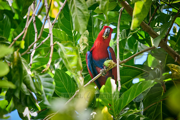Papuan eclectus, red-sided eclectus or New Guinea eclectus, Eclectus roratus