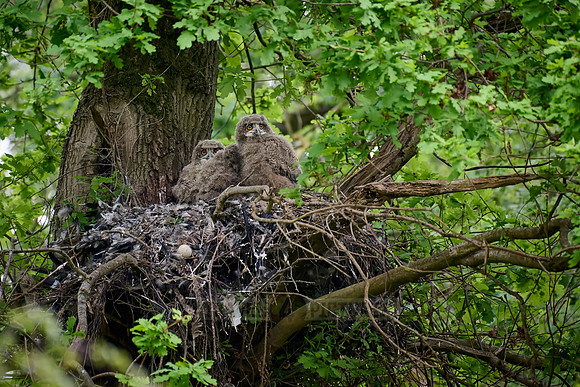 Eurasian eagle-owl (Bubo bubo), Chicks in a nest on a tree