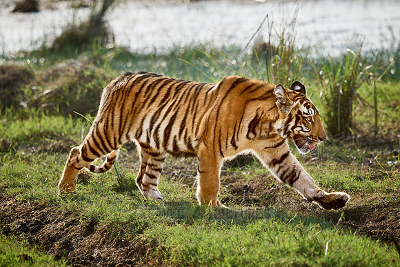 Bengal tiger cub (Panthera tigris tigris)