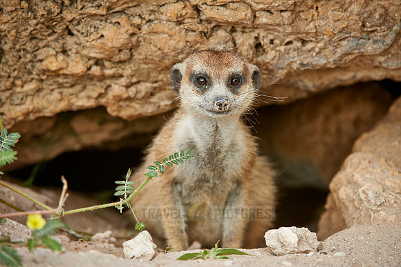 meerkat or suricate, Suricata suricatta