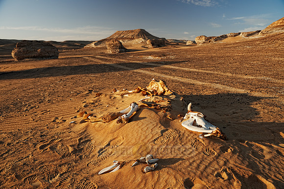 bones in desert landscape