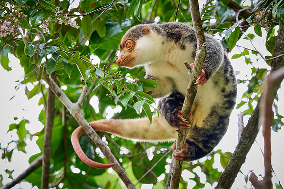 Waigeou cuscus or Waigeou spotted cuscus (Spilocuscus papuensis)