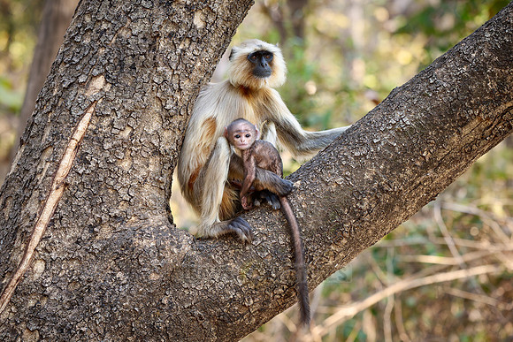 The northern plains gray langur (Semnopithecus entellus), also known as the sacred langur, Bengal sacred langur and Hanuman langur