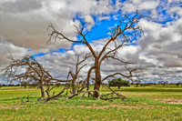 landscape with dead tree and strong clouds