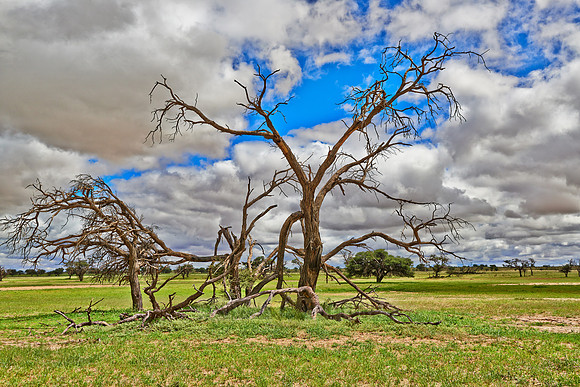 landscape with dead tree and strong clouds