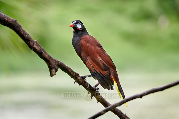 Montezuma Oropendola (Psarocolius montezuma)