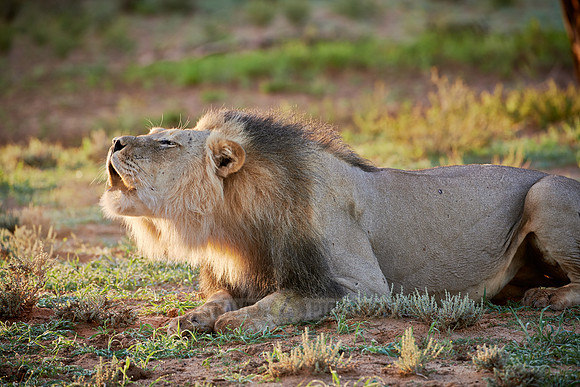 roaring male lion (Panthera leo)