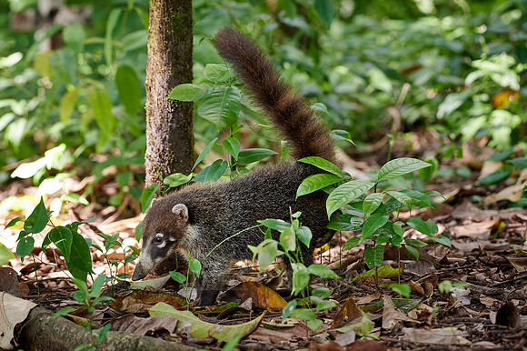 young White-nosed Coati, Nasua narica