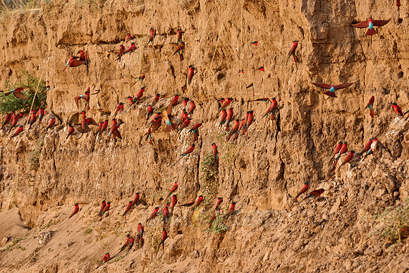 Kolonie Karminspinte (Merops nubicus) |southern carmine bee-eater (Merops nubicoides)|