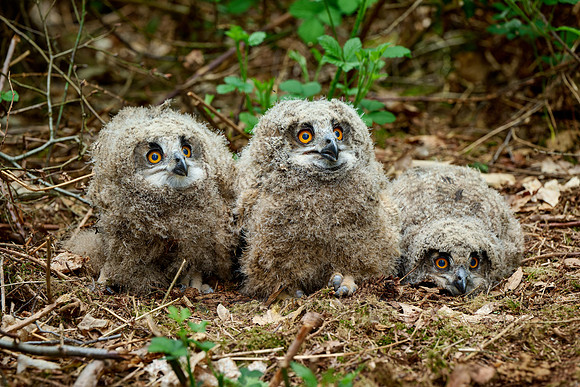 three Eurasian eagle-owl fledglings