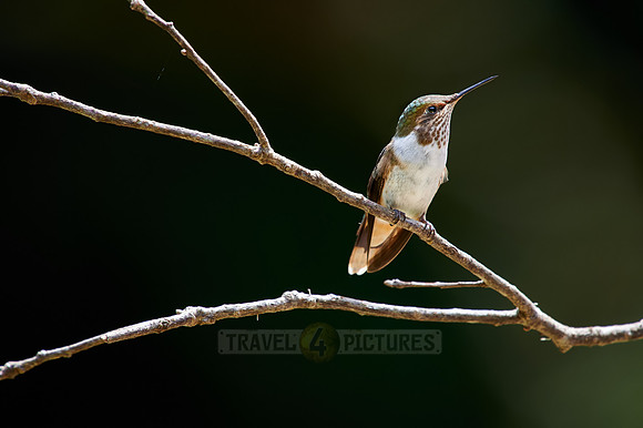 scintillant hummingbird (Selasphorus scintilla)