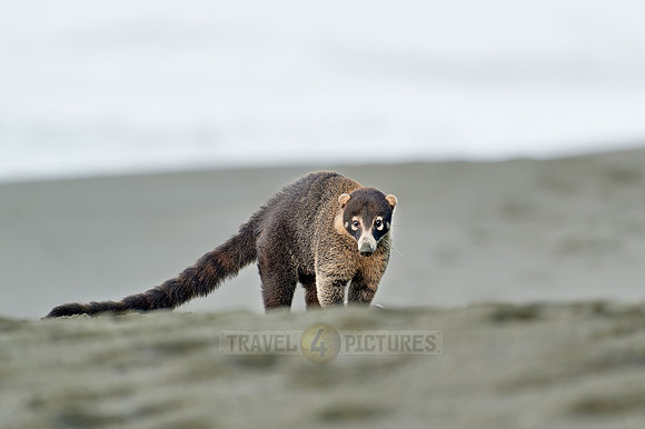 White-nosed Coati plunders nest with turtle eggs