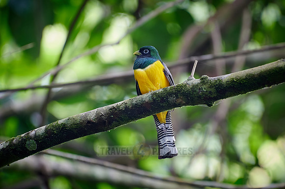 Black-throated trogon (Trogon rufus)