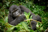 young eating mountain gorilla