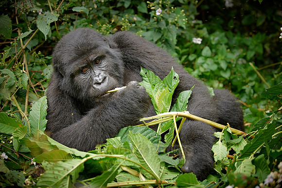 young eating mountain gorilla