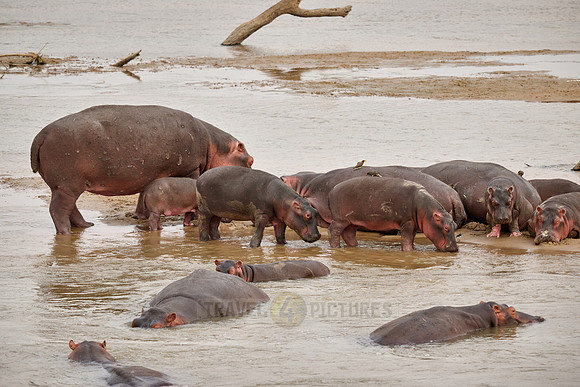 herd of hippos (Hippopotamus amphibius) with babys in Luangwa river