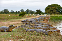 huge group yacare caiman