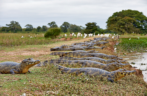 huge group yacare caiman