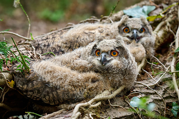 two Eurasian eagle-owl fledgling