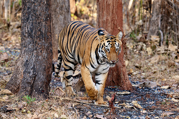 Bengal tiger (Panthera tigris tigris)