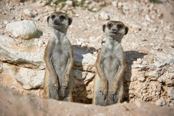 meerkat or suricate, Suricata suricatta