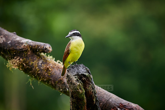 golden-bellied flycatcher (Myiodynastes hemichrysus)