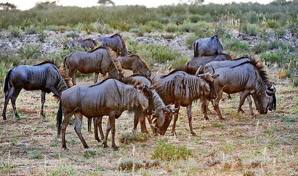 Blue wildebeests, Connochaetes taurinus
