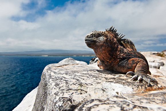 Marine Iguana, Amblyrhynchus cristatus