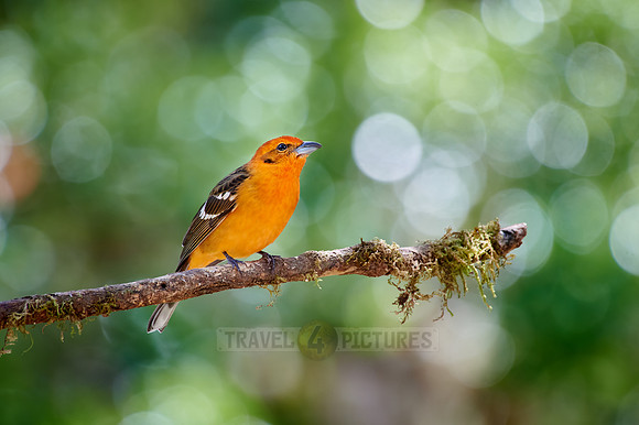 male Flame-colored Tanager (Piranga bidentata)
