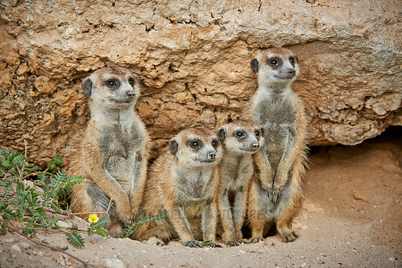 meerkat or suricate, Suricata suricatta