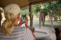 Tourist fotografiert mit Handy einen Elefantenbullen im Tena Tena Camp. |Tourist photographs a bull elephant with his mobile phone in the Tena Tena Camp|