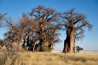 Baines Baobabs
