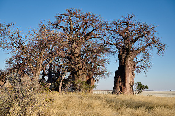 Baines Baobabs