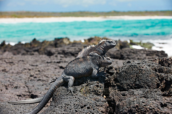 Marine Iguana, Amblyrhynchus cristatus
