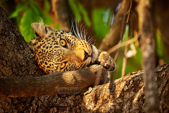 portrait of a young African leopard