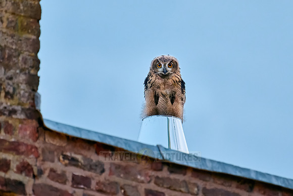 Eurasian eagle-owl (Bubo bubo), youngster on a metal chimney