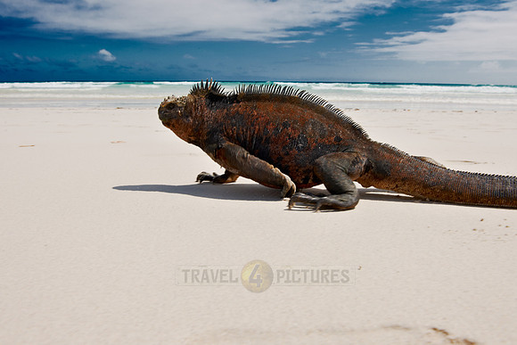 Marine Iguana, Amblyrhynchus cristatus