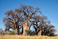 Baines Baobabs