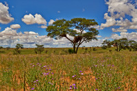 landscape with acacia tree in Kalahari