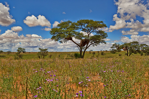 landscape with acacia tree in Kalahari