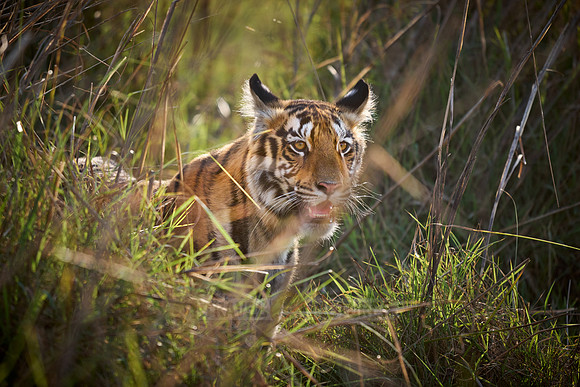 Bengal tiger cub (Panthera tigris tigris)