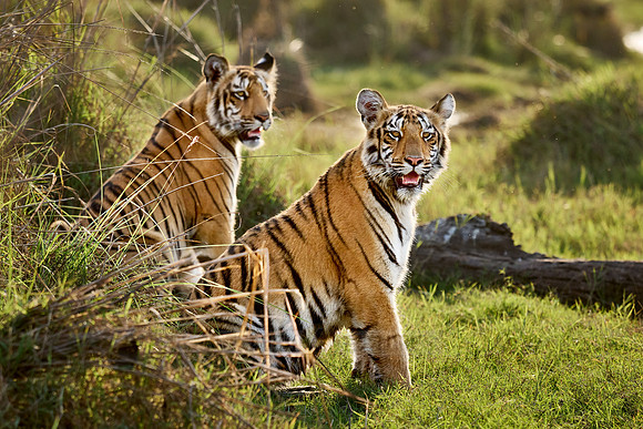 two Bengal tiger cubs (Panthera tigris tigris)