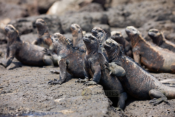 Marine Iguana, Amblyrhynchus cristatus