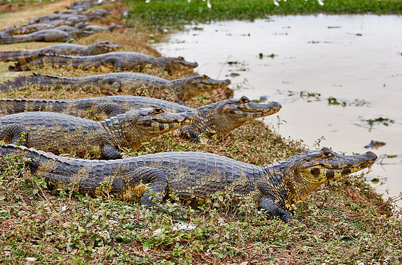 huge group yacare caiman