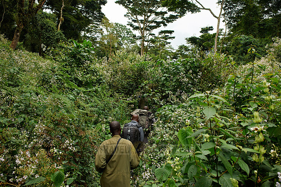 Gorilla trekking