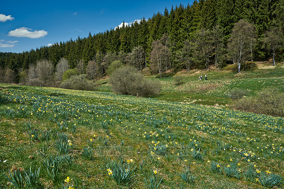 wild yellow Narcissus  or Daffodils (Narcissus pseudonarcissus)