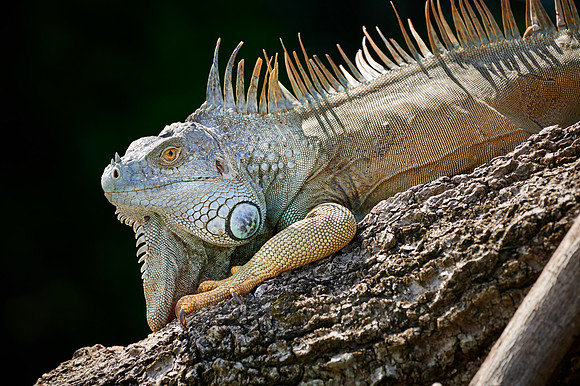 male green iguana